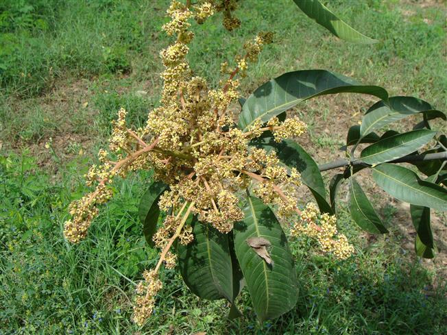Mangifera indica